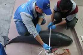 深圳连续发现两头江豚尸体，尾鳍均受伤视频封面