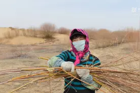 沙海现绿洲 柳苗助增收视频封面