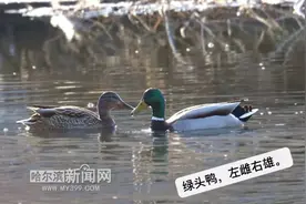 门前大桥下游过一群鸭丨它们是谁？在冰城呆多久？为啥总是成双结对？听专业人士说说图片
