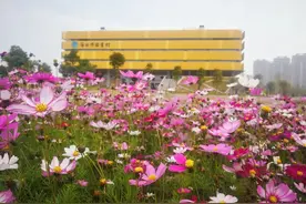 古韵芬芳丨3月23日，市图书馆花朝节邀你共赏春华！现场有...图片