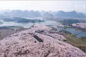 樱花烂漫引客来视频封面