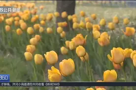 一花独放不是春，百花齐放香满园！江苏大地，春色撩人视频封面