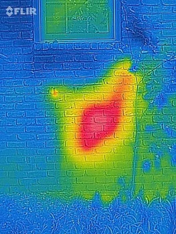 家里不断有蜜蜂！专家拆墙看 一挖没完没了“巨大巢穴”吓坏网友