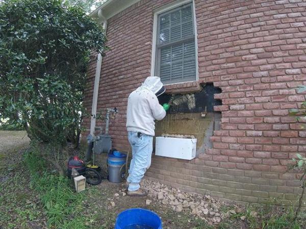 家里不断有蜜蜂！专家拆墙看 一挖没完没了“巨大巢穴”吓坏网友