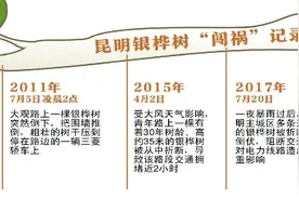 新闻路银桦树被大风刮倒之后引争论 屡屡“闯祸”昆明还留不留？图片