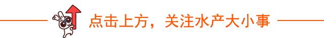 鱼鳞发白出血