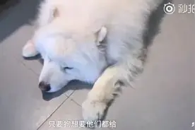 笑出猪叫！爷爷奶奶养狗带娃的路子，那是相当野~图片