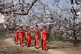 追美春光丨美翻！万亩杏花盛开是这样的！视频封面