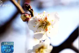 徐州探梅园里暗香浮动，三月里花朵芬芳吐艳，这样的美景令人留恋视频封面