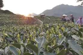 明前茶脱销，商家急招采茶工日薪上千元视频封面