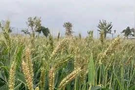 珠海市中心多了一片麦田！市民纷纷前来打卡拍照视频封面