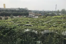 周末成都周边公墓迎祭扫高峰 每日超万人前往视频封面
