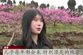 四川：龙泉山桃花迎最佳观赏期，游客纷纷停车驻足赏春踏青视频封面