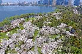 瓜渚湖边樱花旺 踏青赏花正当时图片