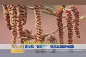 杨树花“无事忙”,长相普通却是“老济南”记忆,营养丰富清热解毒视频封面