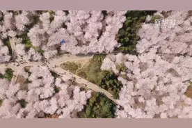 追美春光丨满山银素 遍地粉红 烂漫樱花引客来视频封面