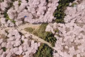 追美春光丨满山银素 遍地粉红 烂漫樱花引客来视频封面