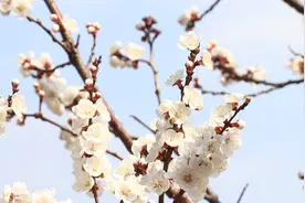 60秒丨春花烂漫莫辜负 枣庄樱桃树杏树花开似锦点缀美丽乡村视频封面