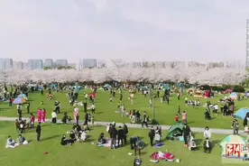 美炸！瓜渚湖的这片樱花惊艳游客图片