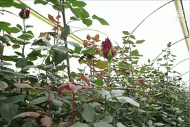 我早已为你种下“玫瑰中的玫瑰”视频封面
