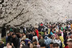 “和服赏樱”：与其回避，不如“脱敏”图片