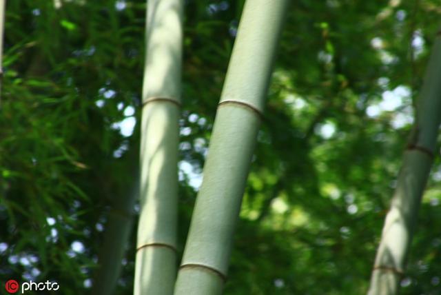 stranger中文意思（每日一词敲竹杠）