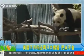 美国动物园将归还两只大熊猫，希望迎来新的大熊猫，正与中国协商视频封面