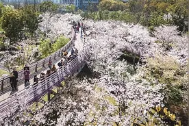 公园樱花盛放 赏玩莫忘安全图片