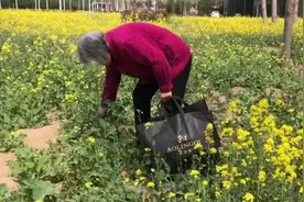 高校油菜花盛开，大妈掐花带回家做菜吃视频封面