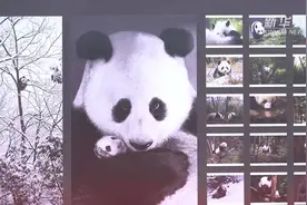 熊猫文创让成都老街巷变身“网红”打卡地视频封面