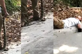 男子抓到眼镜王蛇，引来围观者拍照，结果下1秒就被咬倒地身亡视频封面