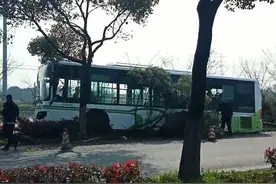 今早一辆朱钱卫线撞上路边行道树 司机和乘客均受伤图片