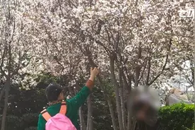海棠节变“海棠劫”，游客摇树拍照视频封面