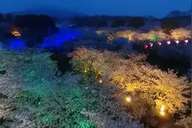 夜樱来了！美得超乎你想象视频封面