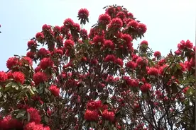 贵州毕节：杜鹃花开引客来视频封面