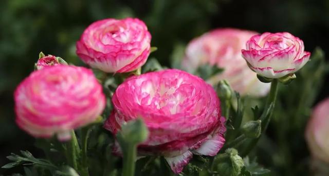 内含福利！等你来撒欢！大到罕见的魔都“奇迹城堡”里，巨型花海已达颜值巅峰！还有“神奇动物”出没呢！