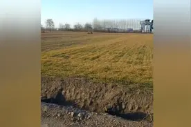 河南一化工厂旁两千亩麦苗枯死，官方调查视频封面