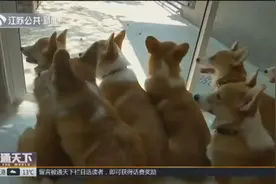 泰国柯基犬咖啡馆火了！营业时间一到，柯基犬跑出来与客人嬉戏视频封面