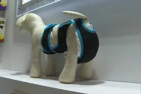 狗狗的尿不湿长啥样？视频封面