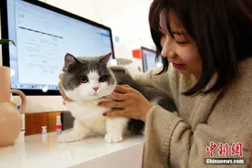 企业为员工减压想新招：“带宠上班”图片