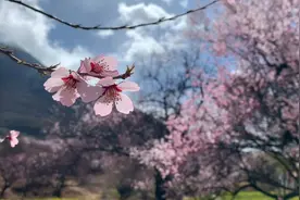 追美春光| 藏地桃花源  林芝嘎拉村视频封面