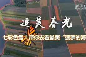 追美春光|七彩色盘！带你去看最美“菠萝的海”视频封面