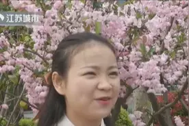 几十名美女身穿汉服，漫步在樱花树下，甚至还有网红在直播视频封面