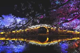无锡鼋头渚夜樱绽放，如梦似幻场景震撼视频封面