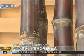 清明蔗“毒”过蛇，红芯甘蔗不可食用，营养师：具有神经毒性视频封面