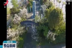 江西赣州：十里樱花绽放 美景走廊醉游人视频封面