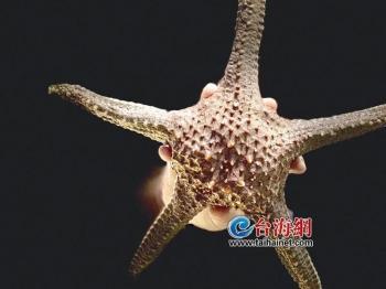 干海星可以用来炖汤吗?干海星有毒吗?（派大星也能吃厦门业内人士能）