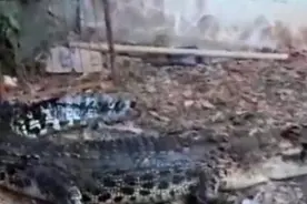 印尼大叔喜欢上鳄鱼，买来当宠物养，喂到500斤后控制不住了图片