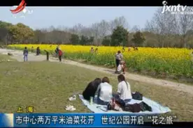 上海：市中心两万平米油菜花开 世纪公园开启“花之旅”视频封面