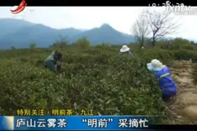 特别关注·明前茶·九江：庐山云雾茶 “明前”采摘忙视频封面
